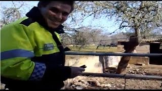 Policía local español rociando cerdos con spray de pimienta por diversión [upl. by Eciralc]