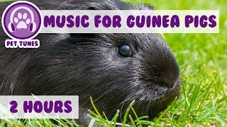 Over 2 Hours of Guinea Pig Music Relax Your Guinea Pig with Soothing Music EXTRA LONG VIDEO [upl. by Agnesse]