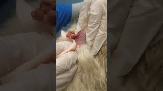 GROSS SEBACEOUS CYST on a dog [upl. by Hsu]