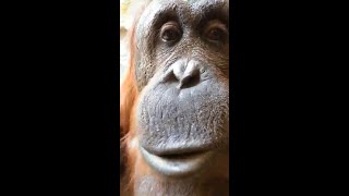 A Calm Moment with Rosie the Orangutan [upl. by Ahsinak60]