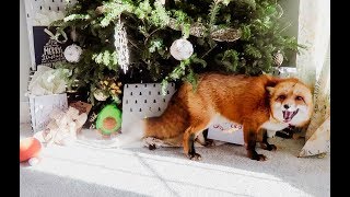 Juniperfoxx What Do You Give A Fox For Christmas [upl. by Battat]