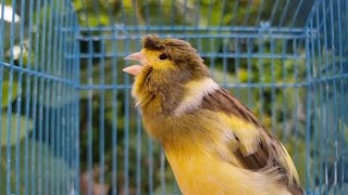 My Gloster Canary Singing Song Training Canaries Kenari Singing [upl. by Janean]