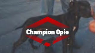 Champion Opie dogbreed dogtype apbt [upl. by Ednalrym]