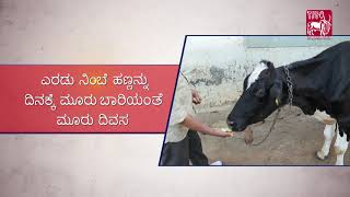 Oilbased ethnoveterinary treatment for Mastitis Kannada [upl. by Church191]