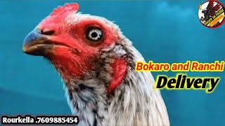 Bokaro and ranchi transport 👍transport videoonline Murga farming murgi palan aasil farming [upl. by Alameda]