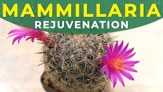 MAMMILLARIA CACTUS REJUVENATION  CARE FOR THE PLANT [upl. by Niatirb500]