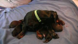 Dachshund 5th Puppy Birth [upl. by Annig]