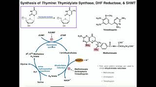 Nucleotide Metabolism  Basics of Thymine Biosynthesis [upl. by Tuneberg]