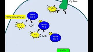 Phosphorylation Cascade Newer Version [upl. by Tades]