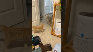 😺 Kittens falling funny shorts funny [upl. by Houston]