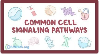 Common cell signaling pathway [upl. by Mays]