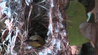 Olivebacked sunbird hatching egg Day and night by Teo Lee Wei amp K [upl. by Dunham]