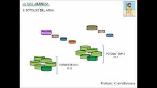 Fotosíntesis fase luminosa [upl. by Dragon]