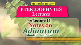 Lecture 11  Adiantum Maiden hair fern Life Cycle  Pteridophyta Lecture Notes [upl. by Bogart770]