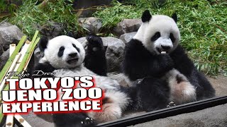 Tokyos UENO ZOO LIVE Park and Zoo Experience [upl. by Eciened]