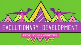 Evolutionary Development Chicken Teeth  Crash Course Biology 17 [upl. by Amsaj]