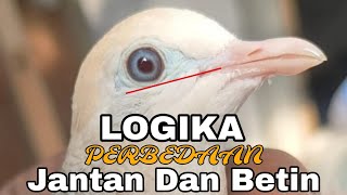 Menyikapi Polemik Perbedaan Perkutut Lokal Jantan Dan Betina  Lokal Warna Dan Ternak [upl. by Cnut]