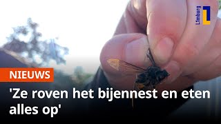 Aziatische hoornaar rukt verder op in Limburg 😱🐝  1Limburg [upl. by Littman]