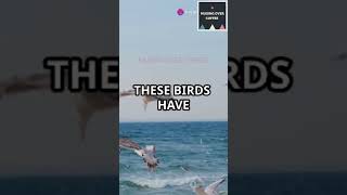 GreyHeaded Albatross GlobeTrotter in Just 46 Daysalbatarossfactsbirdsshortsshortsvideofacts [upl. by Cost93]