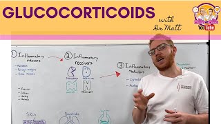 Glucocorticoids  AntiInflammation  Mechanism of Action [upl. by Einneb]