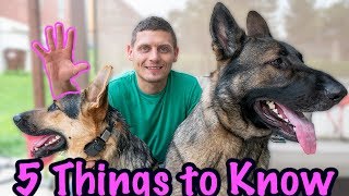 5 Things to Know Before Getting a German Shepherd [upl. by Ennaxor]