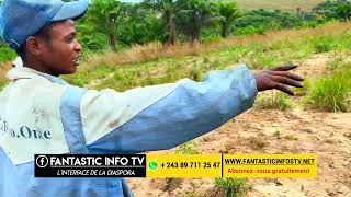 une ferme intégrée  Ananas Manioc Palmiers au Village Kisantu 2 [upl. by Aloz]