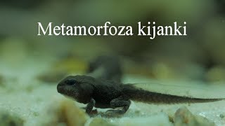 Metamorfoza kijanki ropuchy szarej Metamorphosis of tadpoles [upl. by Grane791]