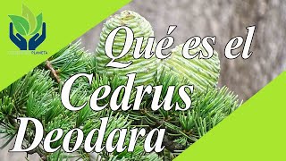 Cedrus Deodara Cedro Himalaya todo lo que debes saber [upl. by Largent]