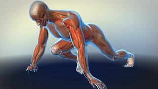 How Your Muscles Work [upl. by Debera]