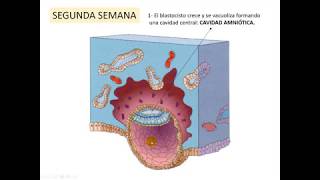 Ontogenia SNC 2 pptx [upl. by Ellerret]