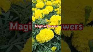 Marigold plants after 35 daysshorts shortshortvideo ytshorts viralvideo flowersyoutubeshorts [upl. by Amlez]