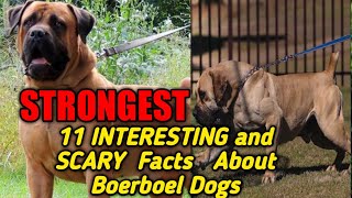 11 INTERESTING And SCARY Facts About BOERBOEL Dogs Super Strong amp Brave Dogs Named African Kingdom [upl. by Merceer]