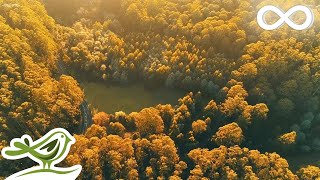 Beautiful Relaxing Music • Calm Piano Music amp Guitar Music with Birds Singing [upl. by Bunting932]