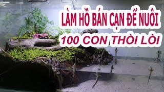 Làm hồ bán cạn nuôi 100 con thòi lòi  Mudskipper tank [upl. by Delmor905]