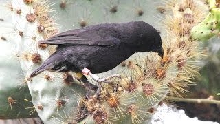 Darwin Finches Galapagos [upl. by Niliac]