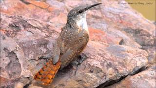 Canyon Wren Song and Call [upl. by Adon]