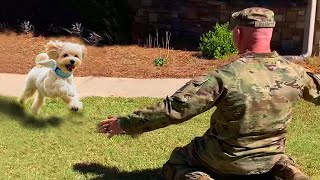 Most Heartwarming Dogs Reunions with Their Owners That Will Melt Your Heart ❤️ [upl. by Yelah920]