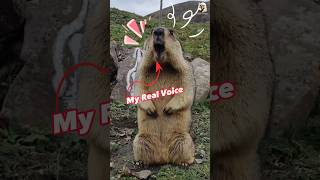 screaming marmot meme  marmots’ real sound marmot screamingmarmot shorts [upl. by Ennayoj]