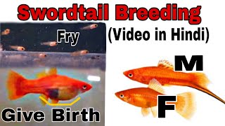 How to breed swordtail fish in hindi  Swordtail Breeding In Aquarium [upl. by Avle870]