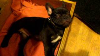 Frog Frenchie Fun French Bulldog Puppy Argues Bedtime [upl. by Bronson]