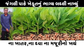 વિઘે 8 ખાંડી ઉત્પાદન ll ના ખાતરનો ખર્ચ થશે ના દવાનો ll ના ભૂંડ ખાશે ના ગાય ll મફતીયો પાક રોકડી આવક [upl. by Dorthy318]