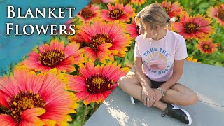 BEST TIPS on how to care for Blanket Flowers and TRICKS to get MAXIMUM flowers [upl. by Winfred]