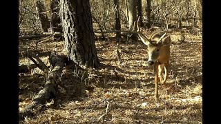 November 2024 Trail Camera Pick Up trailcamera wildlife hunting [upl. by Harolda304]