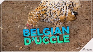 Learn How to Care for Barbu DUccle Chickens Before You Wing It [upl. by Dorinda]