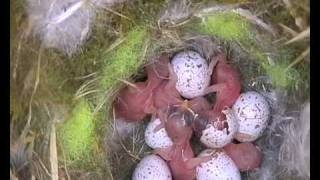 Female Parus Major helps a chick to hatch from its shell DVD quality with sound [upl. by Helprin]