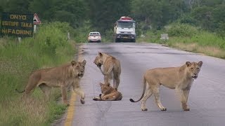 Pride of LIONS crossing the road  Mikumi National Park Tanzania [upl. by Ammadis]