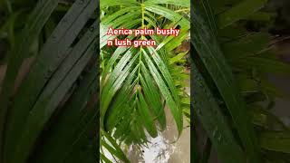 Aerica palm care tips and grow bushy palm plants viralvideo short indoorplants [upl. by Dorolice253]