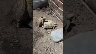 Russian tortoises mating 2020 [upl. by Enaz]