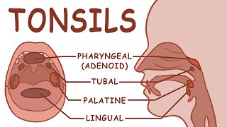 THE TONSILS  ANATOMY AND PHYSIOLOGY [upl. by Candida]