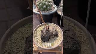 실버티카🪴Dioscorea sylvatica 아프리카식물 plants 반려식물 구근식물 caudex [upl. by Ahsilem431]